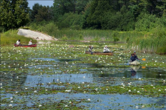 paddlinglilypond1.jpg